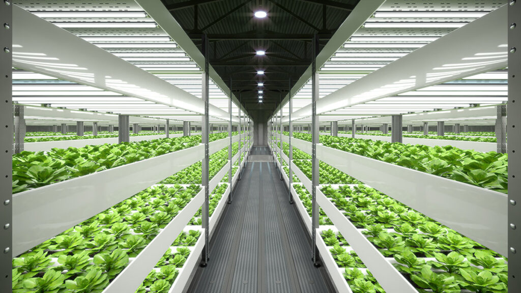 a hydroponic vegetable farm for clean energy.