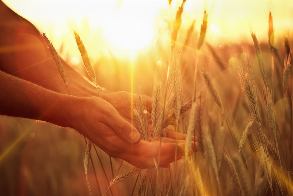 A person gently touching the tops of ripe ears of wheat just before harvest.